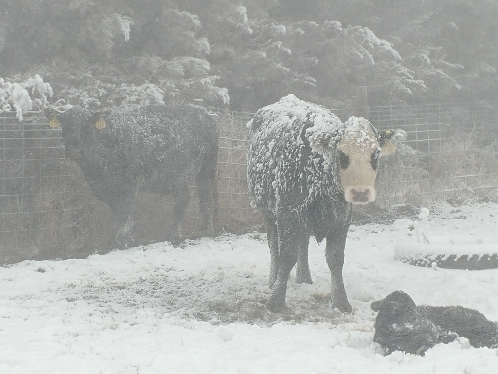 Mother cow and calf in blizzard